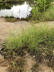 Fimbristylis ferruginea