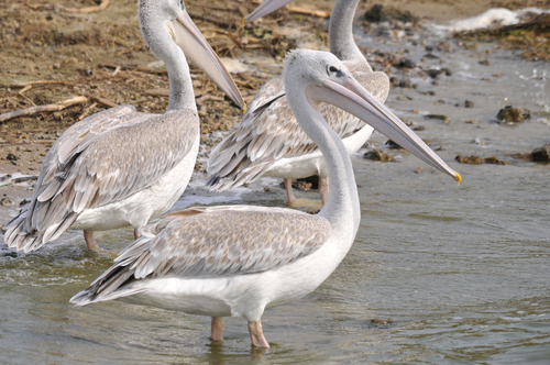 iNaturalist image
