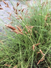 Fimbristylis ferruginea