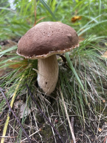 Pine Bolete