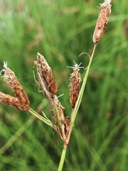 Fimbristylis ferruginea
