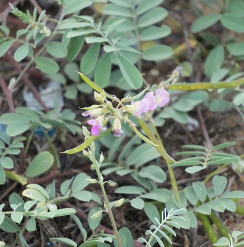 Tephrosia purpurea, photograph 2