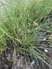Fimbristylis ferruginea