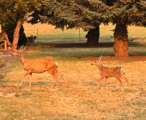 Mule Deer
