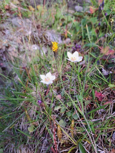marsh grass-of-Parnassus
