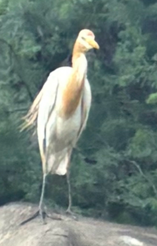 Eastern Cattle-Egret