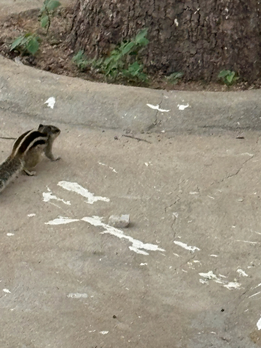 Five-striped Palm Squirrel