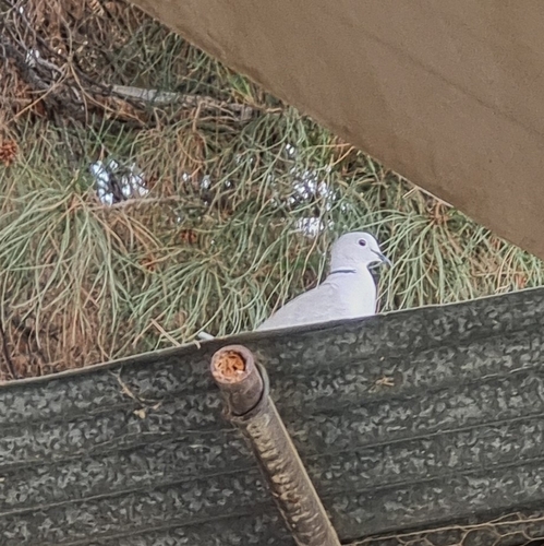 Eurasian Collared-Dove
