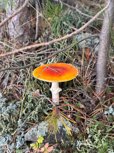 Fly Agaric