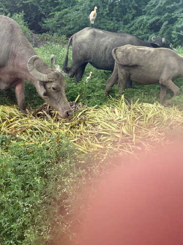 Domestic Water Buffalo