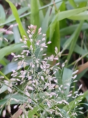 Eragrostis tenella, photograph (c) xanderferret, some rights reserved (CC BY)