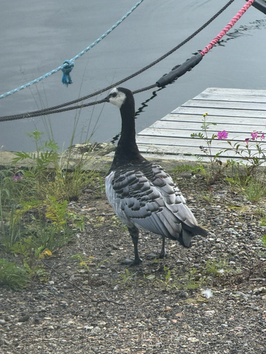 Barnacle Goose