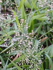Eragrostis tenella, photograph (c) xanderferret, some rights reserved (CC BY)