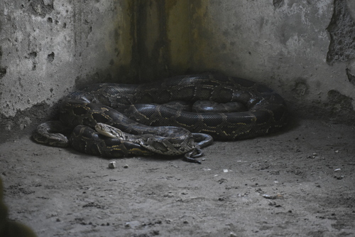 Burmese Python