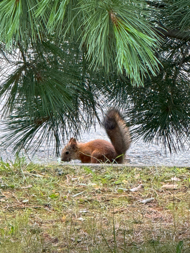 Eurasian Red Squirrel