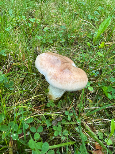 Slimy Spike