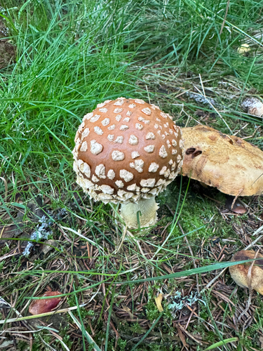 Royal fly agaric
