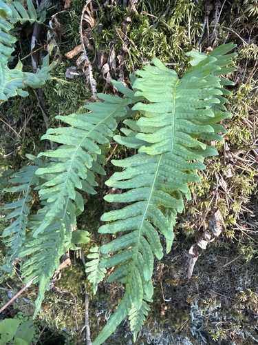 common polypody