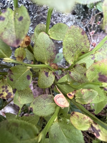 Rosy Footman