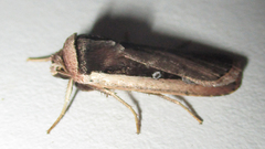Ochropleura leucogaster