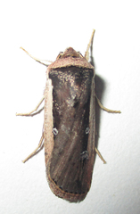 Ochropleura leucogaster