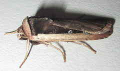 Ochropleura leucogaster