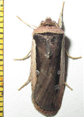 Ochropleura leucogaster