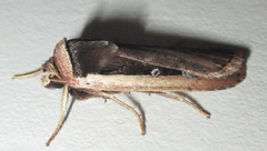 Ochropleura leucogaster