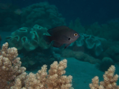 Pomacentrus brachialis