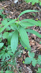 Lilium martagon