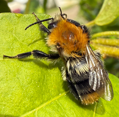 Common Carder Bumble Bee