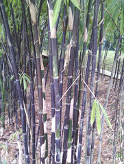 Bambusa lako
