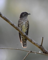 Chrysococcyx minutillus