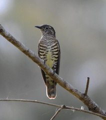 Chrysococcyx minutillus