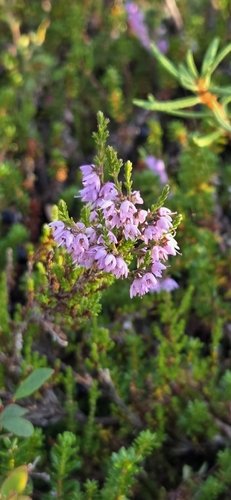 common heather