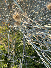 Sisyndite spartea