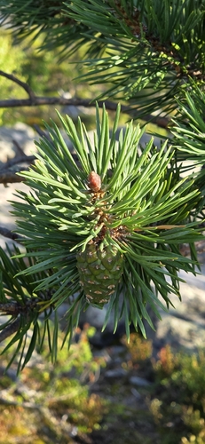 Scots pine