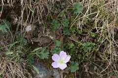 (c) Antoine Thivolle, some rights reserved (CC BY) Geranium cinereum, photograph (c) Antoine Thivolle, some rights reserved (CC BY)
