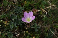 (c) Antoine Thivolle, some rights reserved (CC BY) Geranium cinereum, photograph (c) Antoine Thivolle, some rights reserved (CC BY)