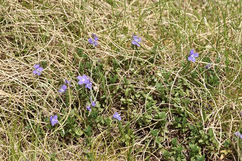 Veronica fruticans, photograph 1