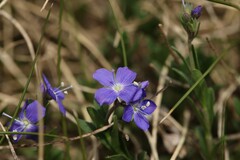 Veronica fruticans