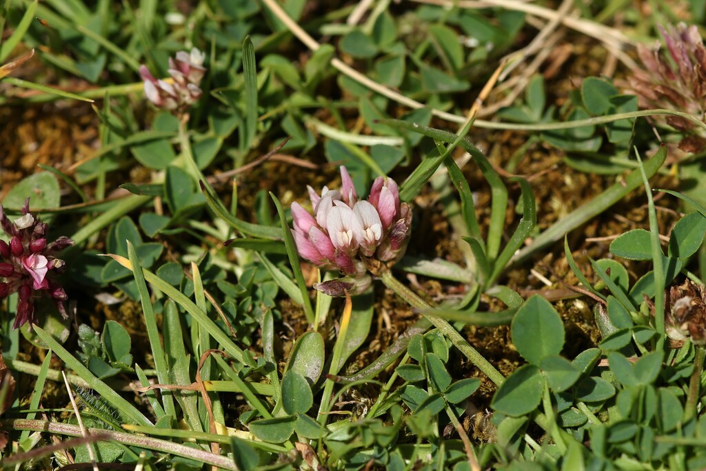 Trifolium thalii; photograph (c) Antoine Thivolle, some rights reserved (CC BY)