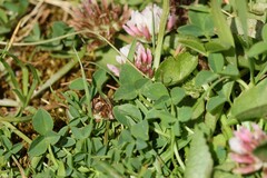 (c) Antoine Thivolle, some rights reserved (CC BY) Trifolium thalii, photograph (c) Antoine Thivolle, some rights reserved (CC BY)