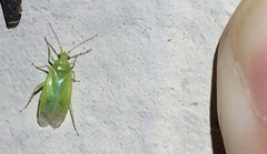 Orthotylinae