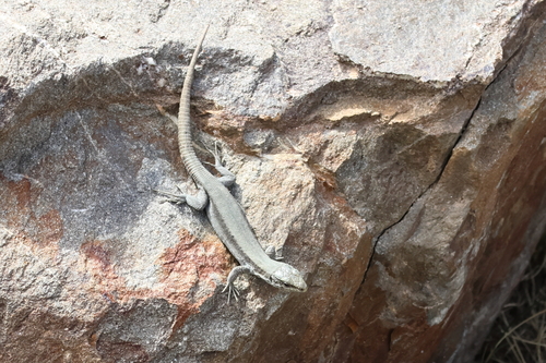 Pyrenean Rock Lizard, Iberolacerta bonnali