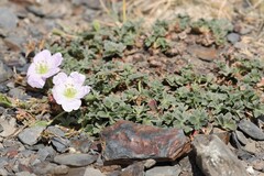 Geranium cinereum
