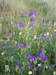 Echium plantagineum