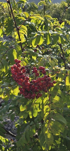 European mountain ash
