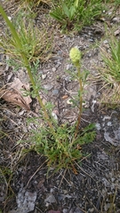 Reseda lutea