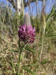 Trifolium purpureum